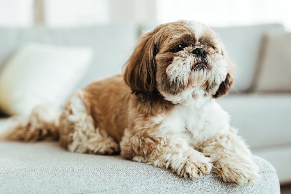 Descobrir por que Shih Tzu come fezes ajuda a definir o melhor tipo de tratamento