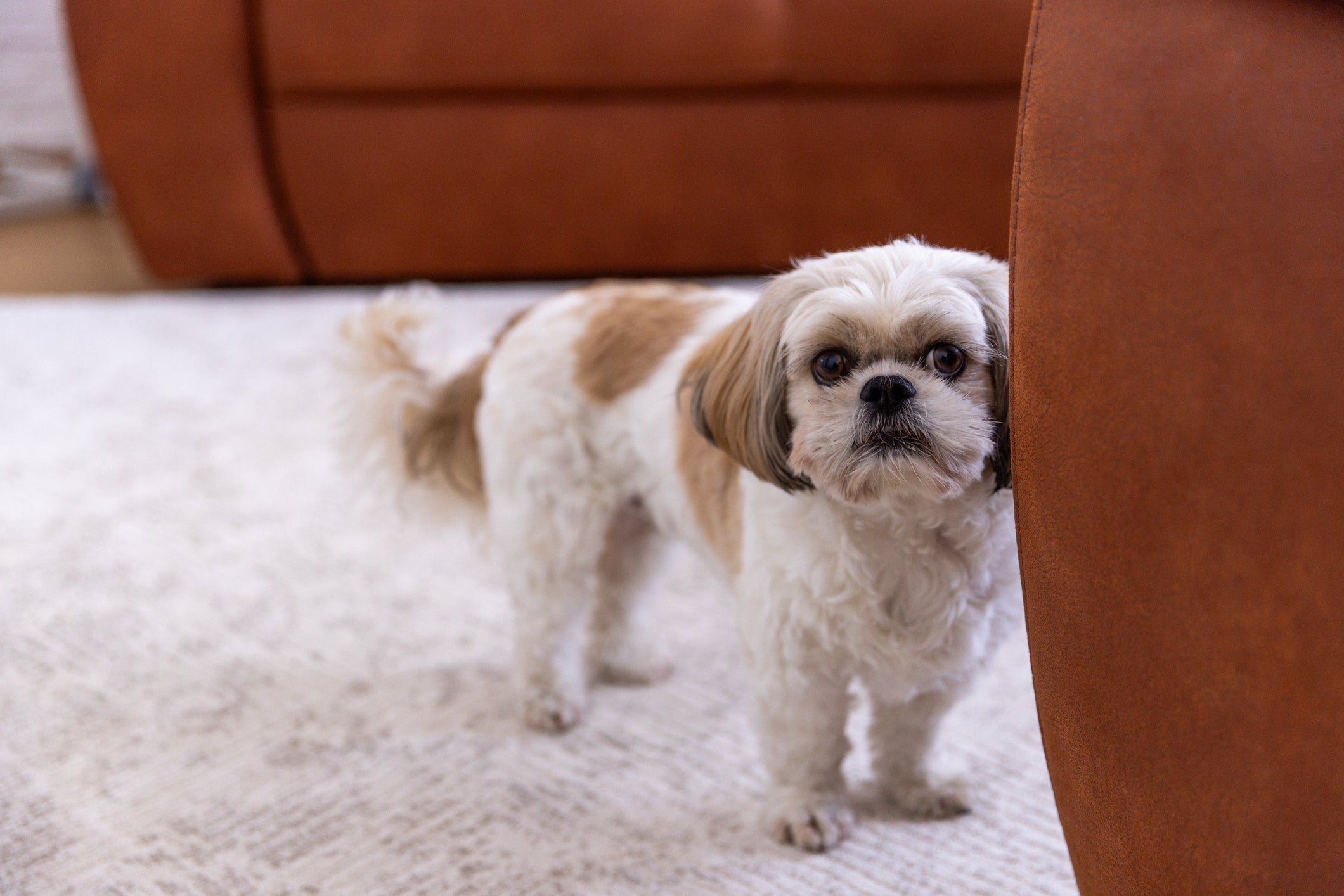 Cães da raça Shih Tzu podem ficar curtos períodos sozinhos, mas é preciso fazer uma adaptação adequada