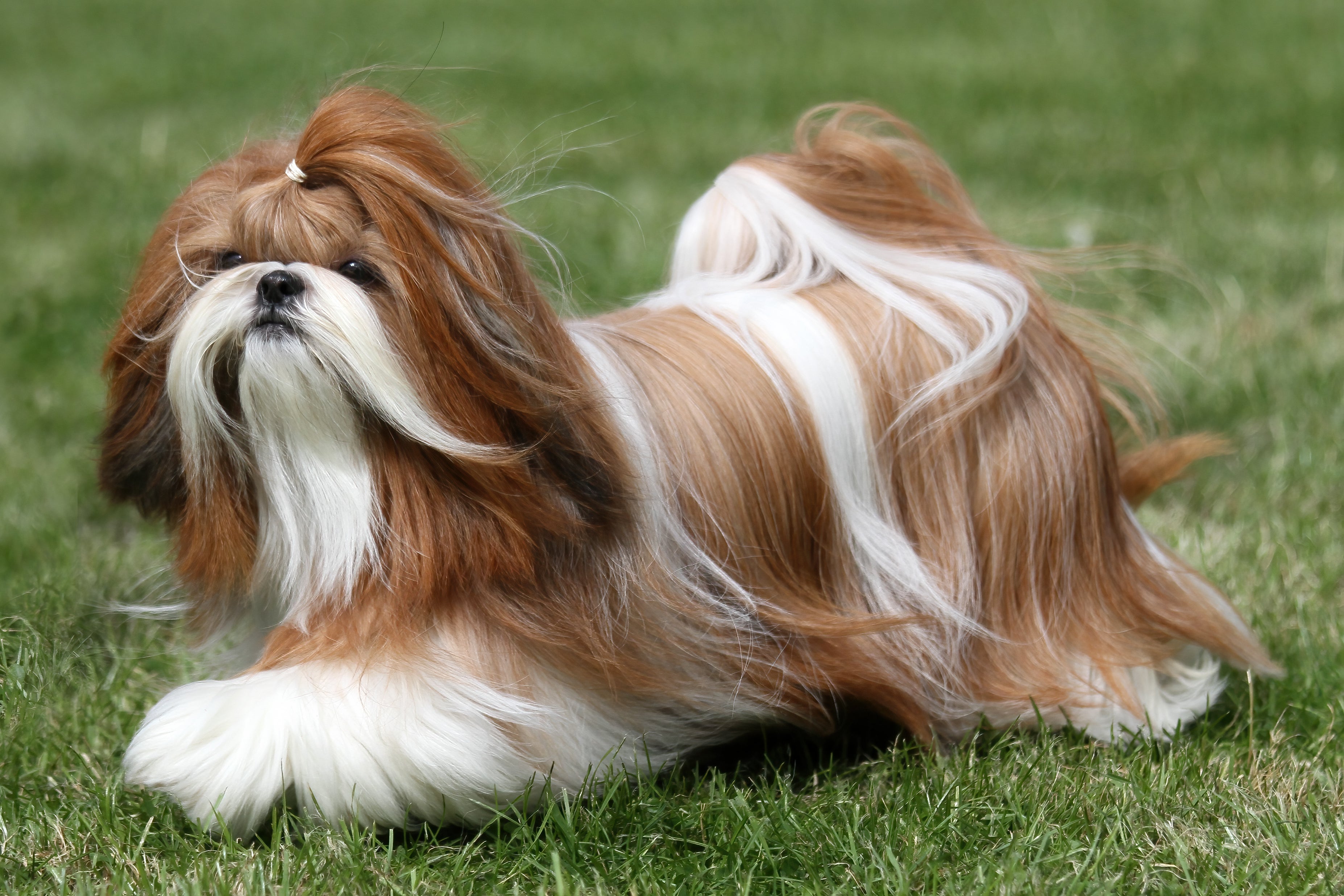 O Shih Tzu tosado com corte longo valoriza as madeixas do peludo