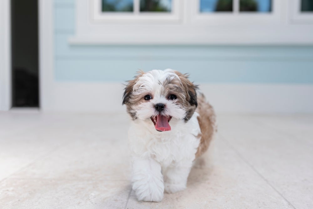 A tosa bebê Shih Tzu deixa os pelos mais curtos e uniformes