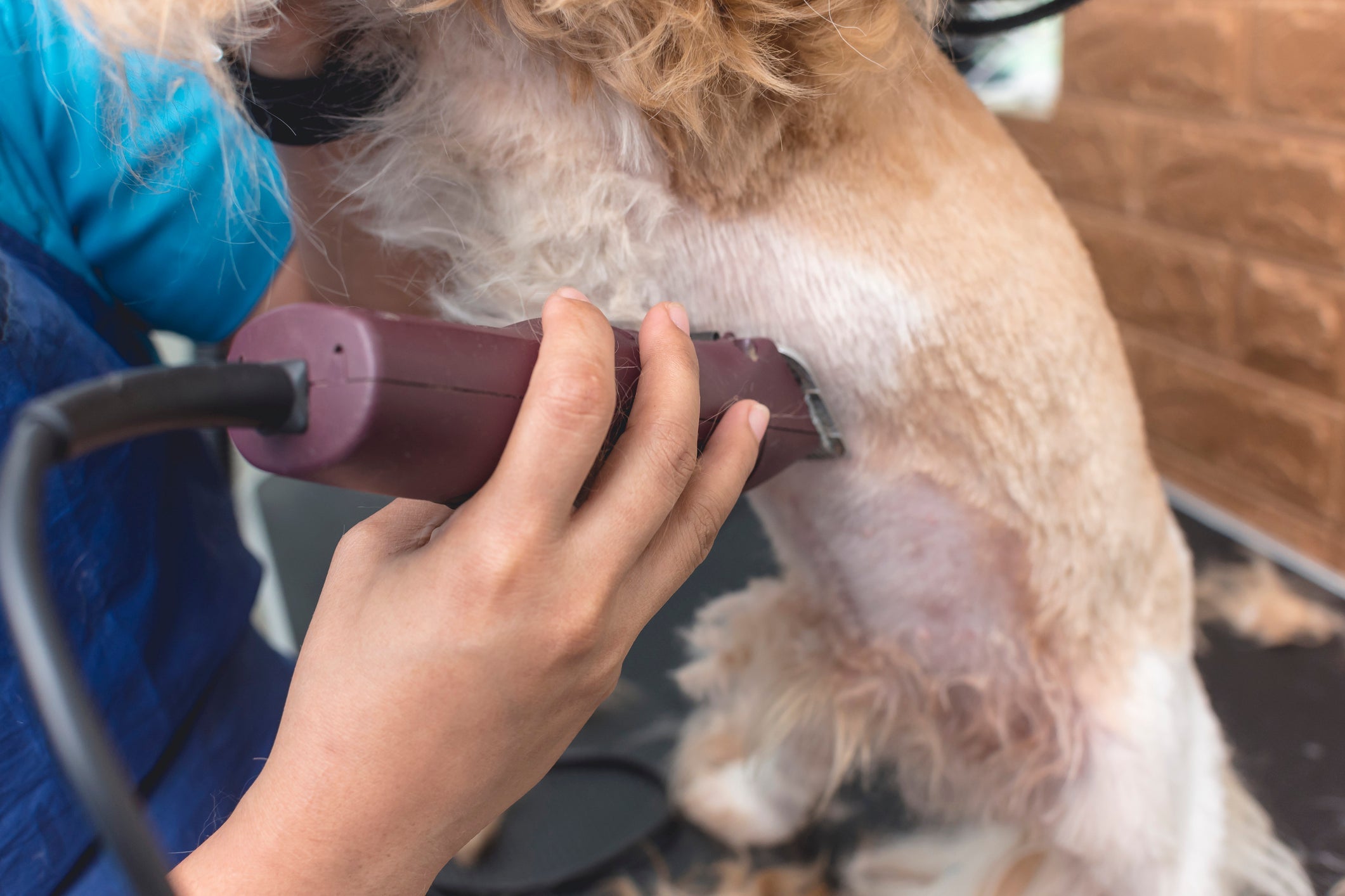 A tosa de Shih Tzu higiênica envolve cortar os pelos da região íntima, abdominal e facial do cão 