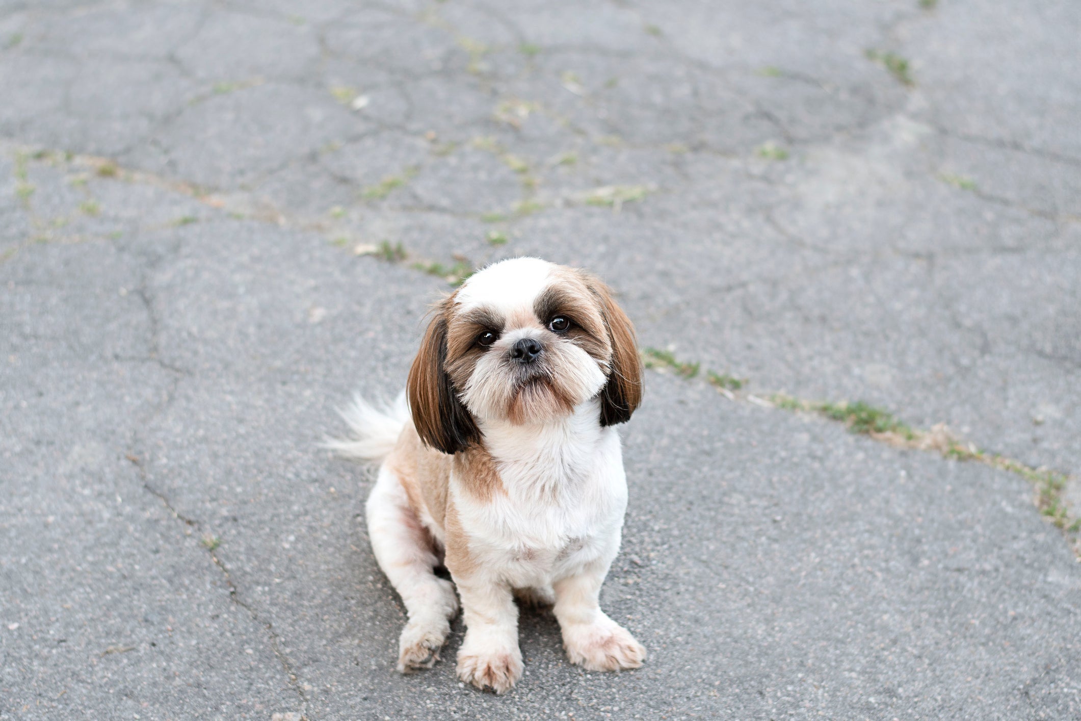 A tosa de Shih Tzu tipo japonesa é ideal para usar com roupinhas