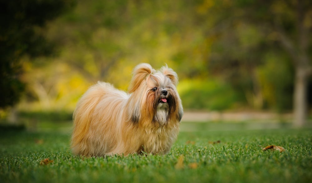 A tosa de Shih Tzu para fêmea permite uma variedade de penteados
