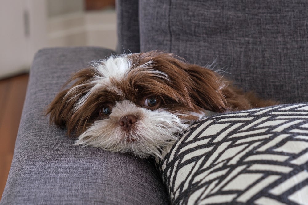 O Shih Tzu é um cachorro ideal para quem busca um pet tranquilo