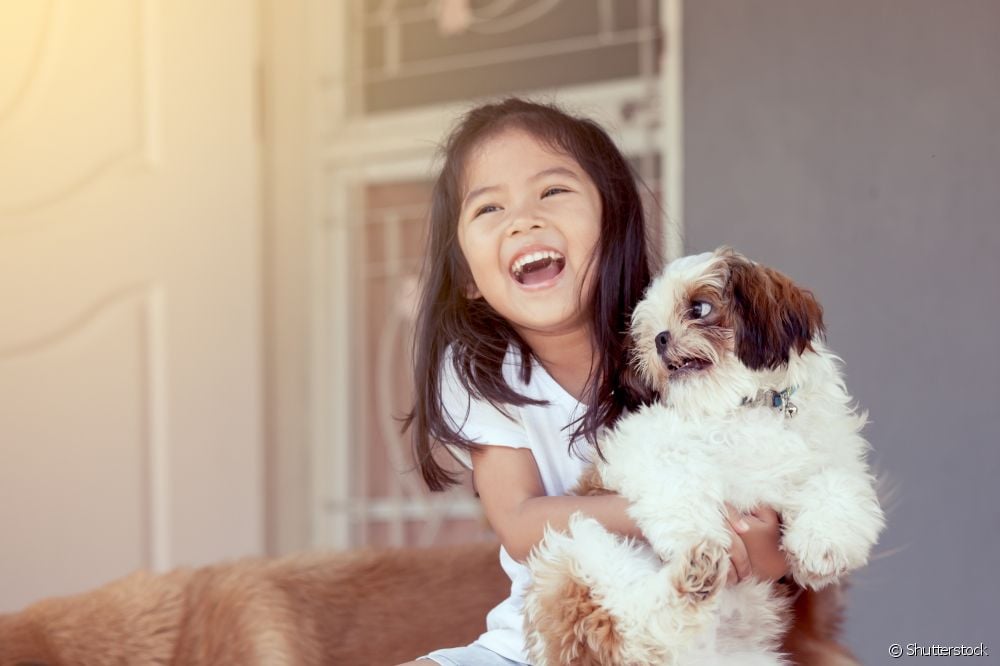 O Shih Tzu é o cãozinho perfeito para famílias com crianças e outros animais
