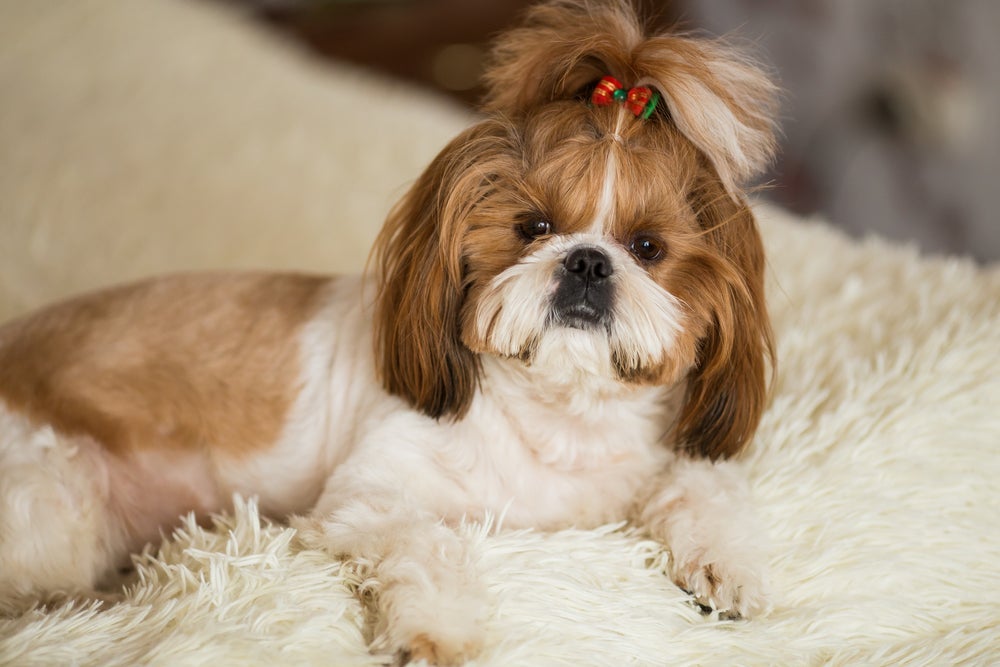 O Shih Tzu é um cachorro de apartamento que se adapta muito fácil