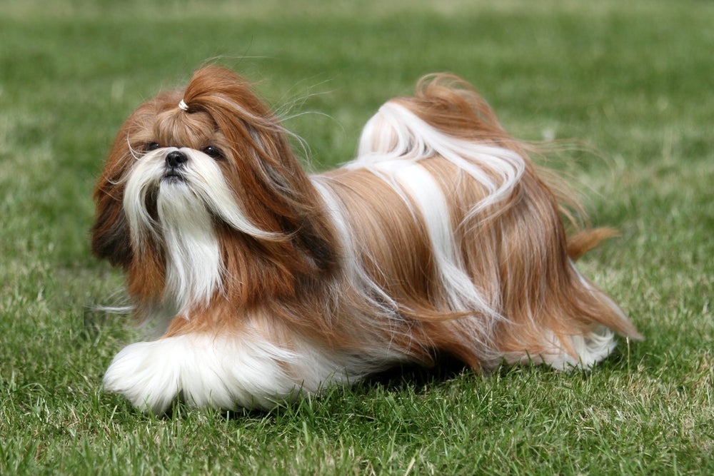 O cachorro Shih Tzu é um dos mais comuns nos lares brasileiros