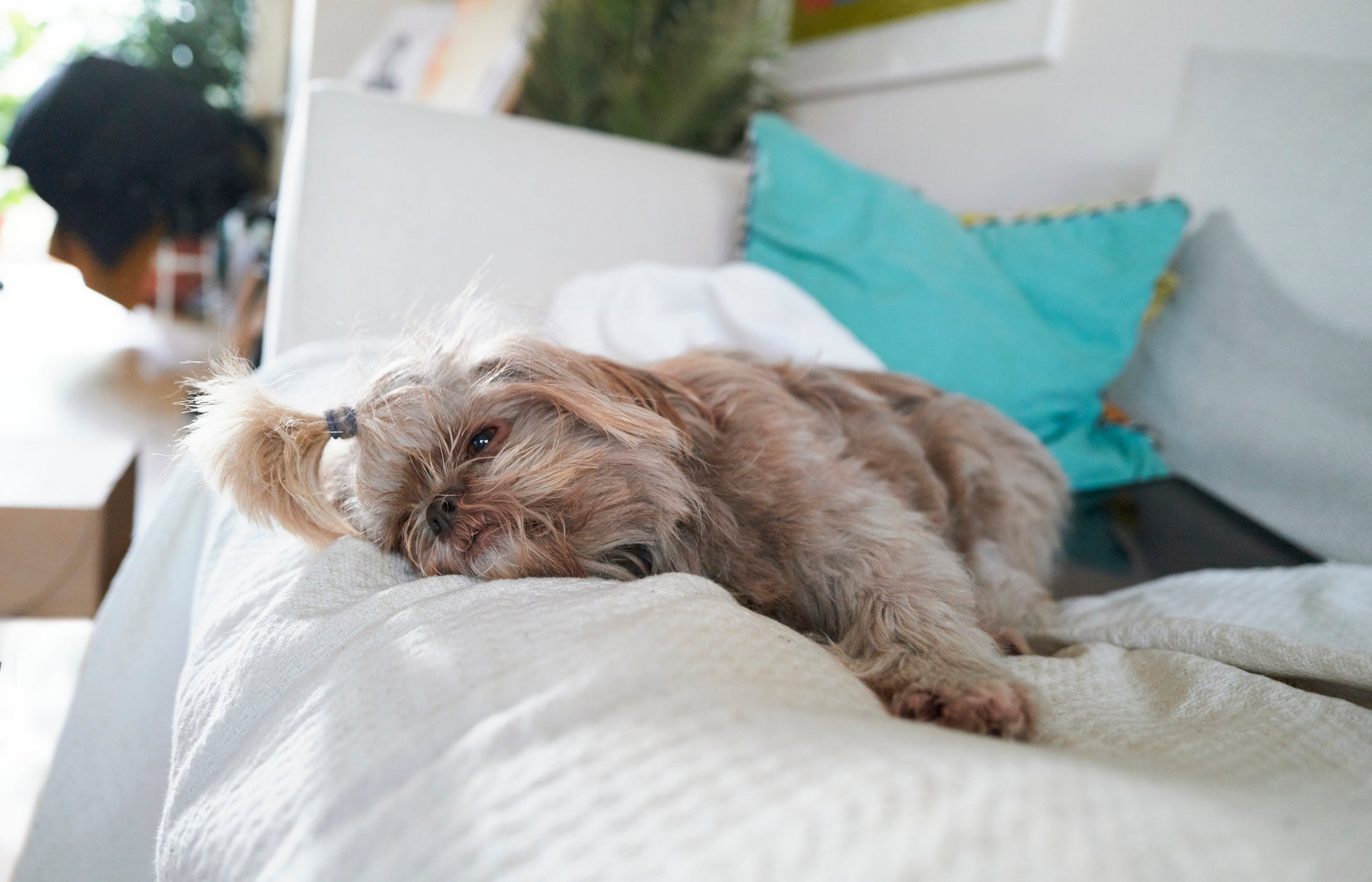 O Shih Tzu é uma das raças de cachorro mais populares no mundo