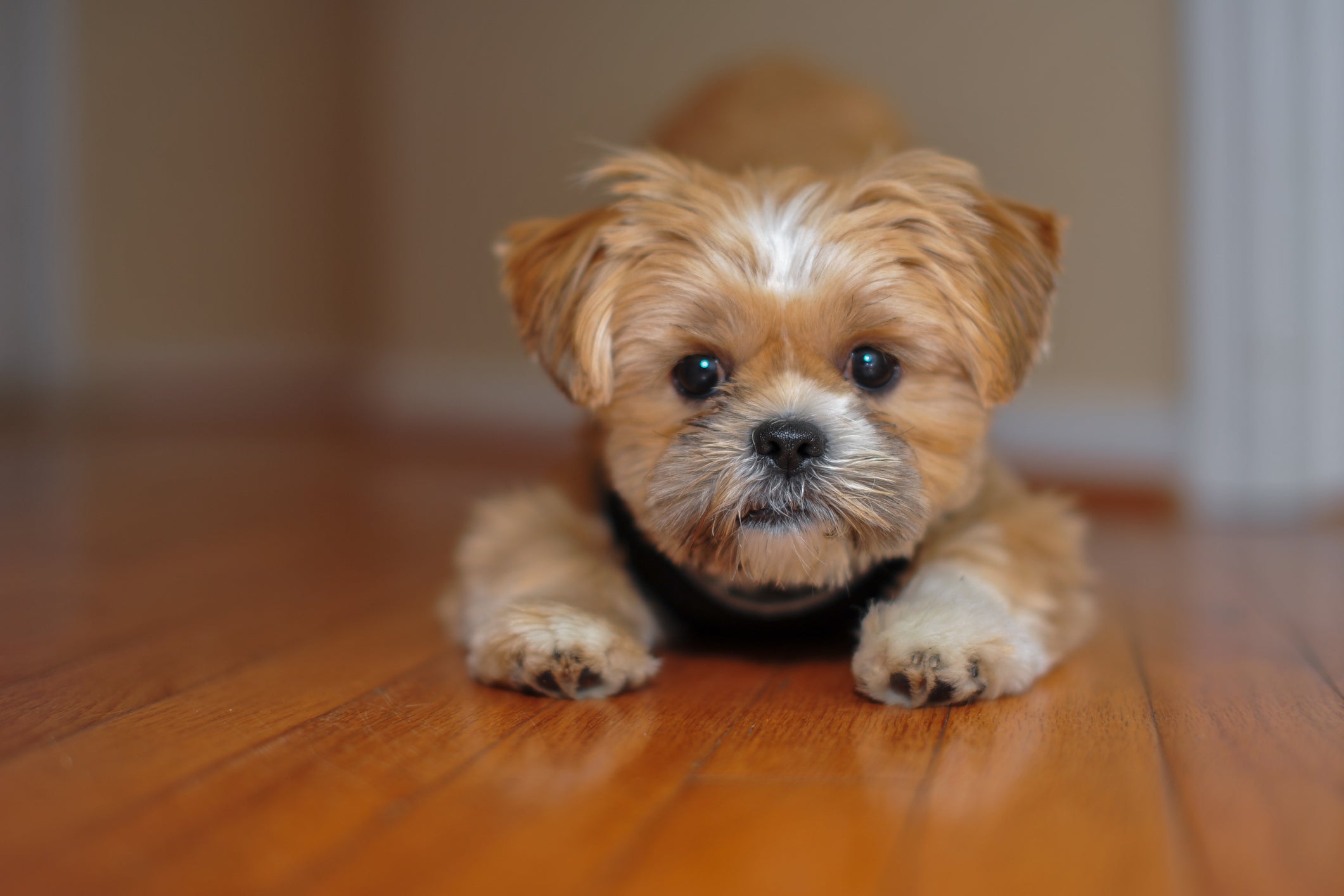 O Shorkie é um cãozinho corajoso e carinhoso
