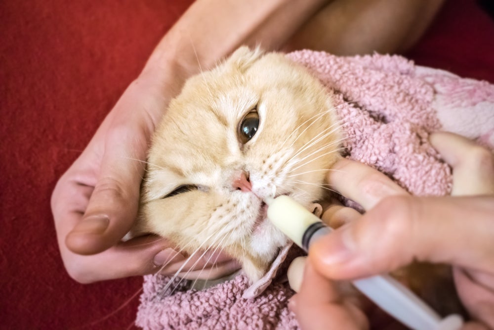 O aplicador de comprimidos para gatos pode ser muito útil