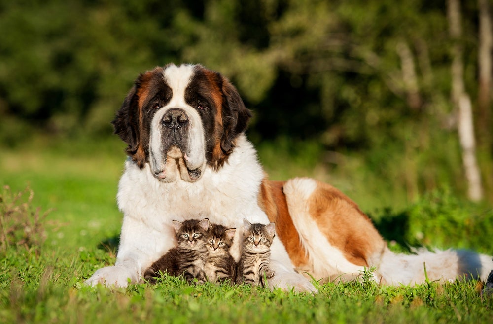 Apesar do porte, a relação desse cachorro e gato juntos é super positiva