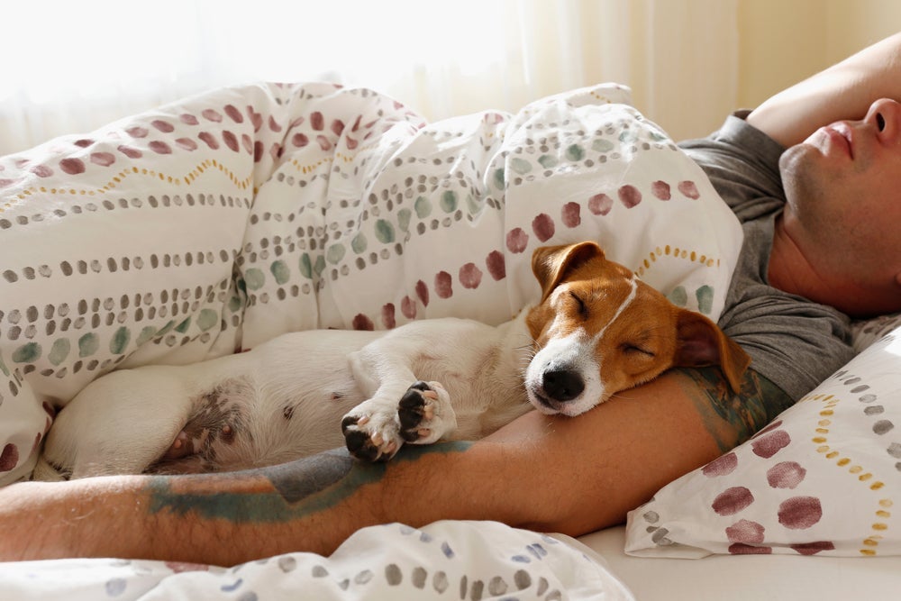Dormir com cachorro requer alguns cuidados importantes