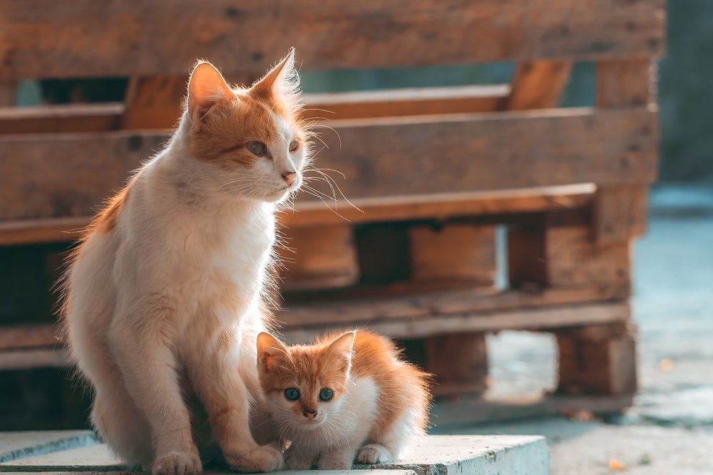 Você sabe com quanto tempo pode doar filhote de gato? Confira