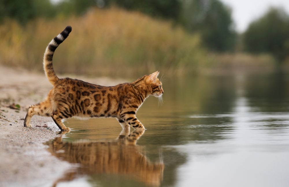 O Bengal é um gatinho que adora água
