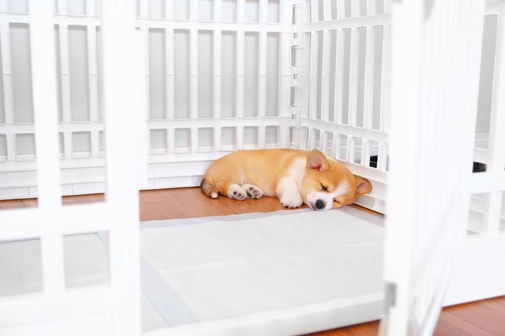 Na hora de ensinar filhote de cachorro a fazer xixi no lugar certo, coloque uma cerca ao redor do tapete higiênico