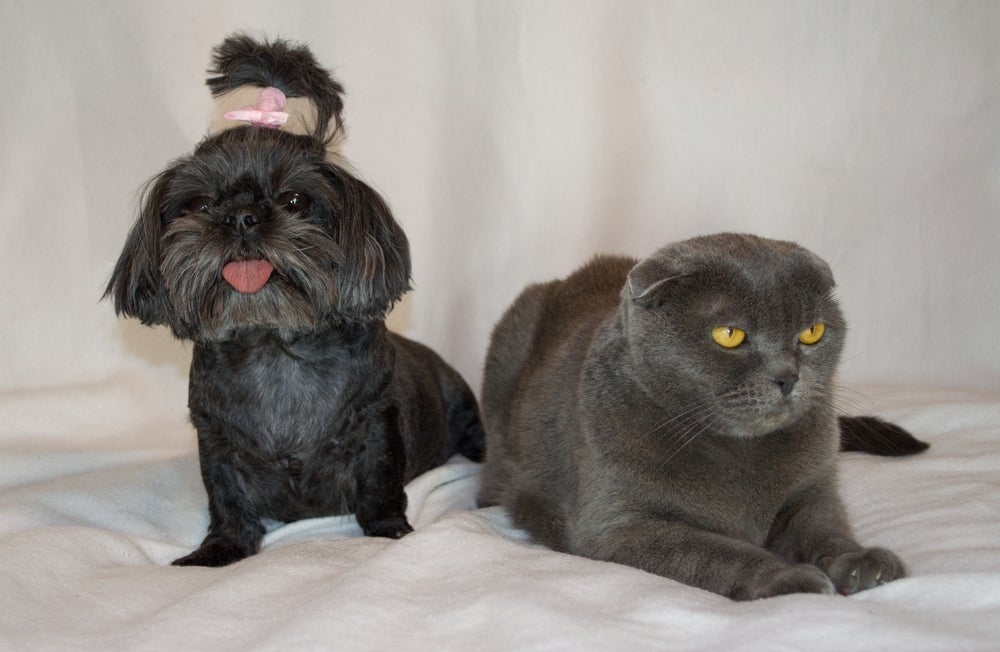 Cachorro e gato juntos: a personalidade do Shih Tzu combina muito com o temperamento felino
