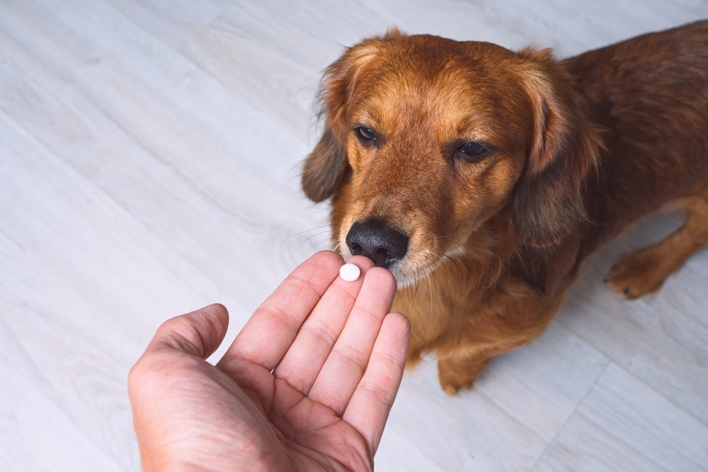 O probiótico para cachorro aumenta a absorção de nutrientes no organismo do cão
