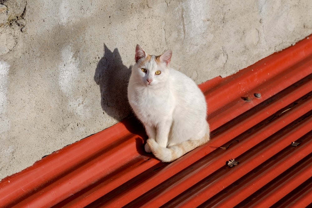 A gata no cio pode tentar fugir em busca de um macho para acasalar