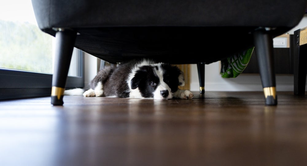 O cachorro com medo pode se esconder para se sentir mais seguro