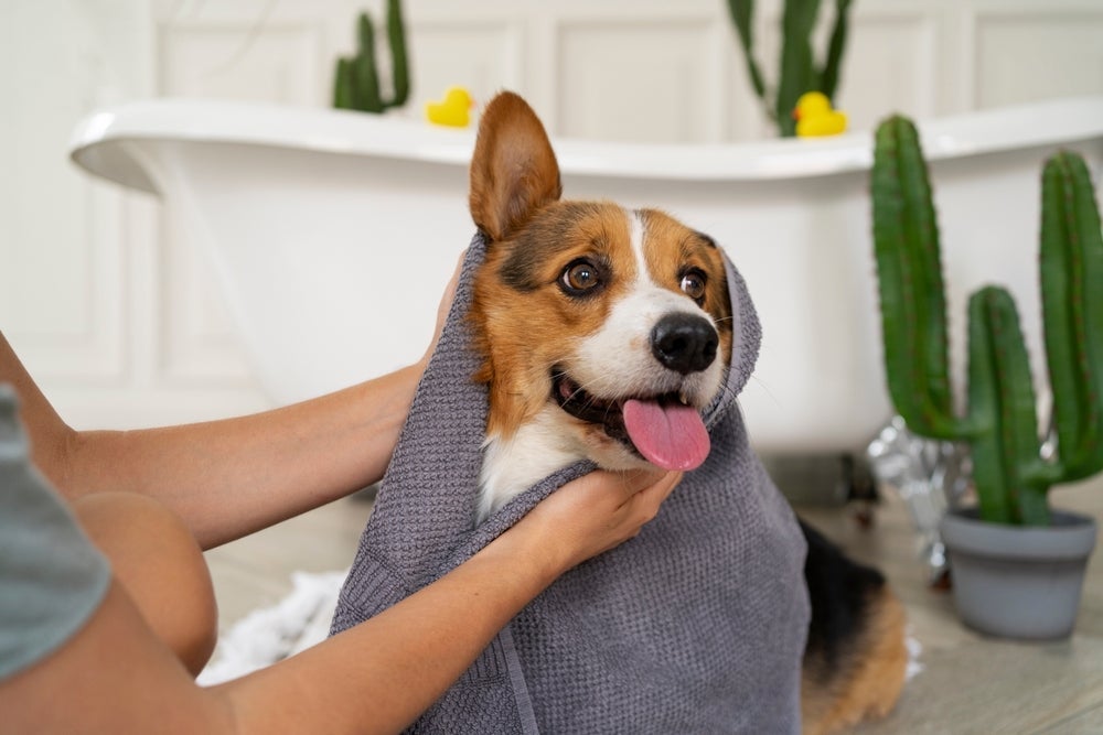 Banho em cachorro: seque o pet com uma toalha e secador de cabelo em temperatura fria