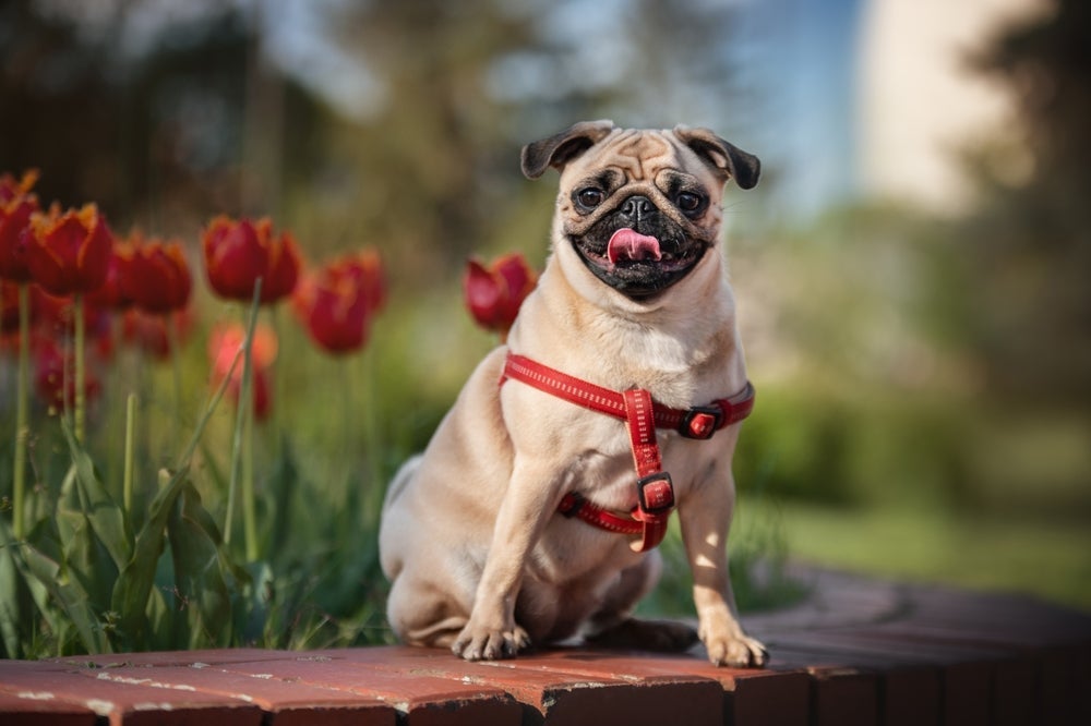 O Pug é um cachorro simpático e calmo