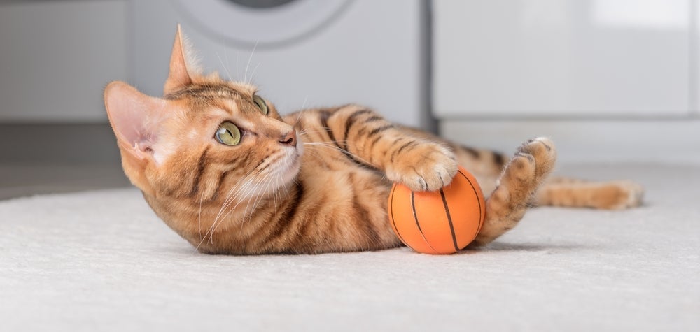 As bolinhas são ótimas para serem incluídas nas brincadeiras para gatos