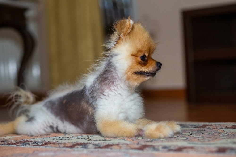 A dermatite é uma doença de pele de cachorro que provoca queda de pelos