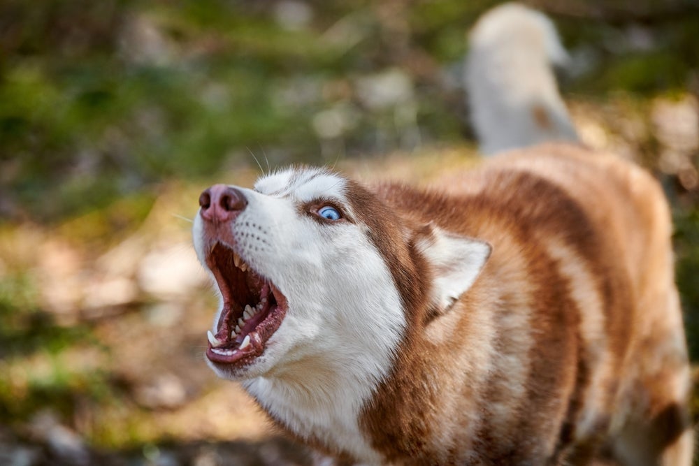 O Husky Siberiano é uma das raças de cachorro que precisa de adestramento e limites
