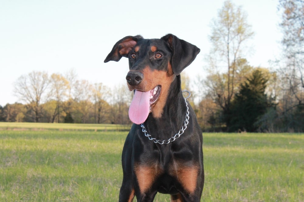 O Doberman é um excelente cão de guarda