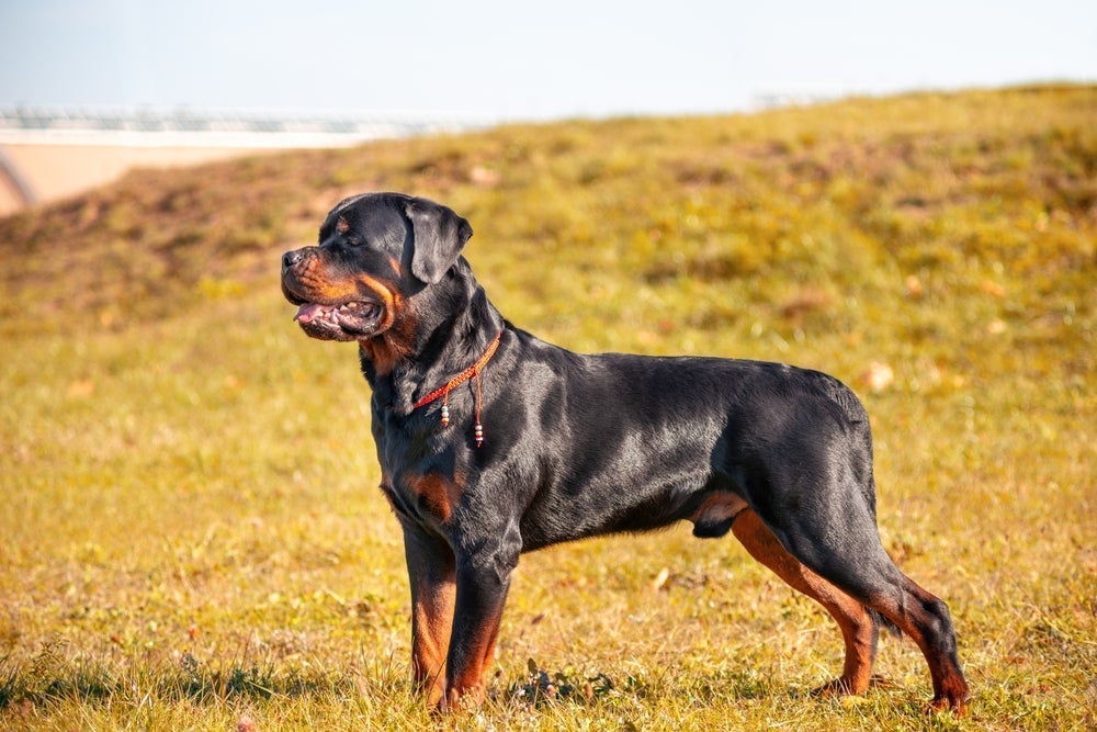 O Rottweiler tem um forte instinto de proteção