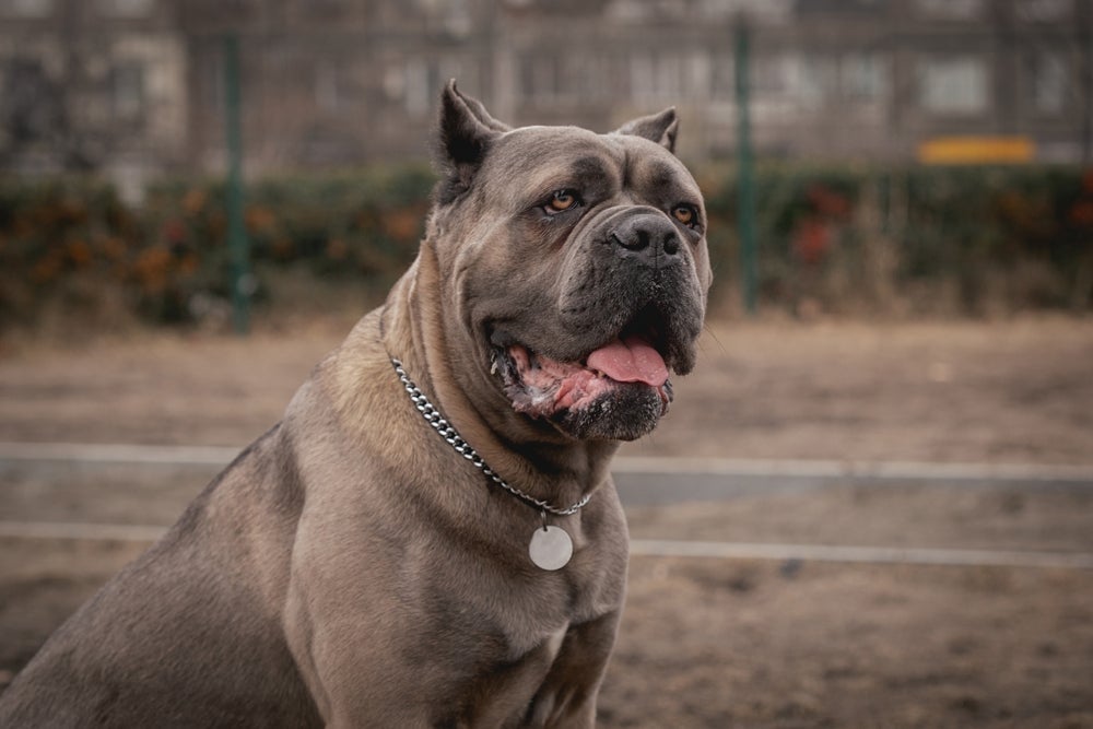 O Cane Corso tem um forte instinto de proteção