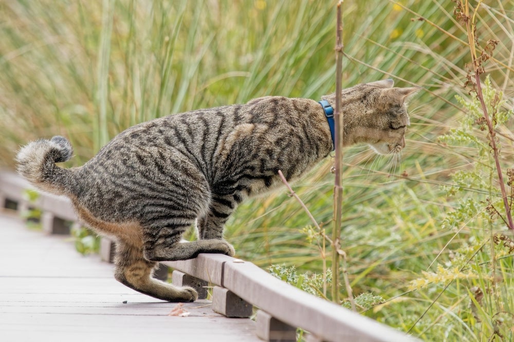O rabo do gato curvado pode se comunicar de forma diferente