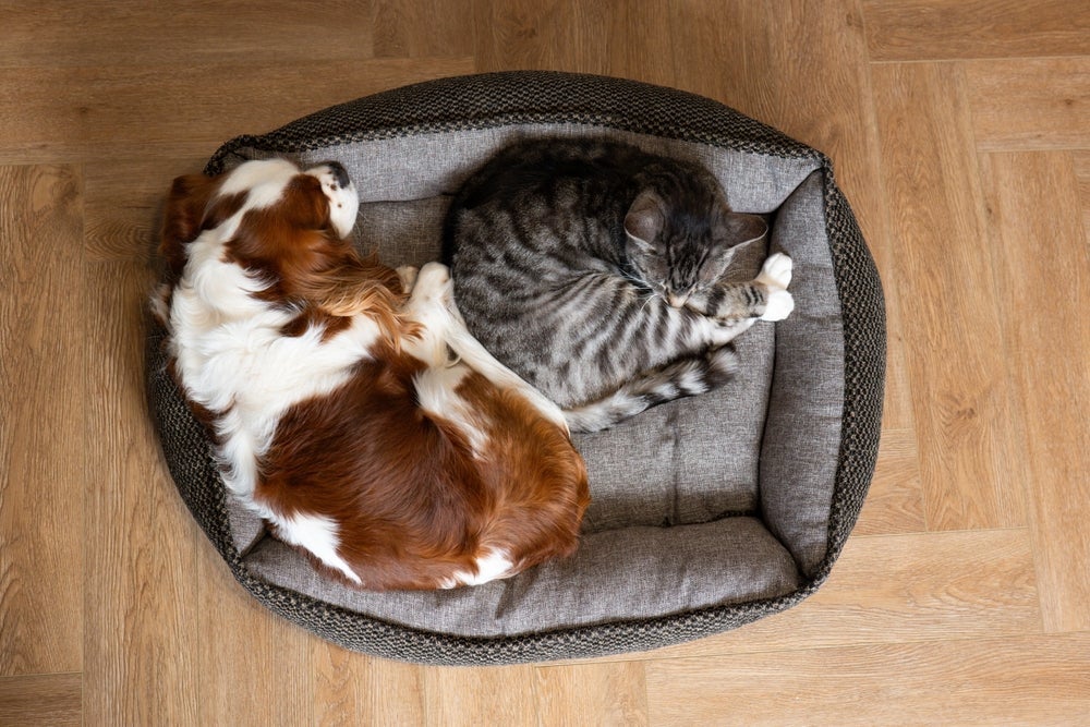 A relação desse cachorro e gato juntos sempre dá certo