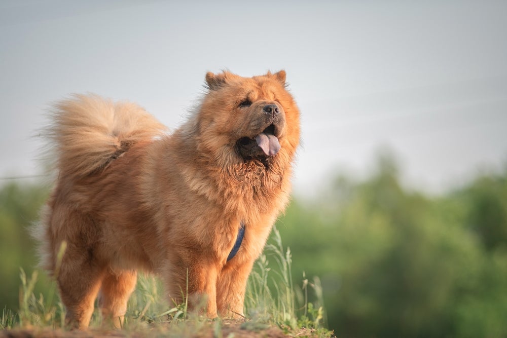 O Chow Chow é um cachorro dominante e independente