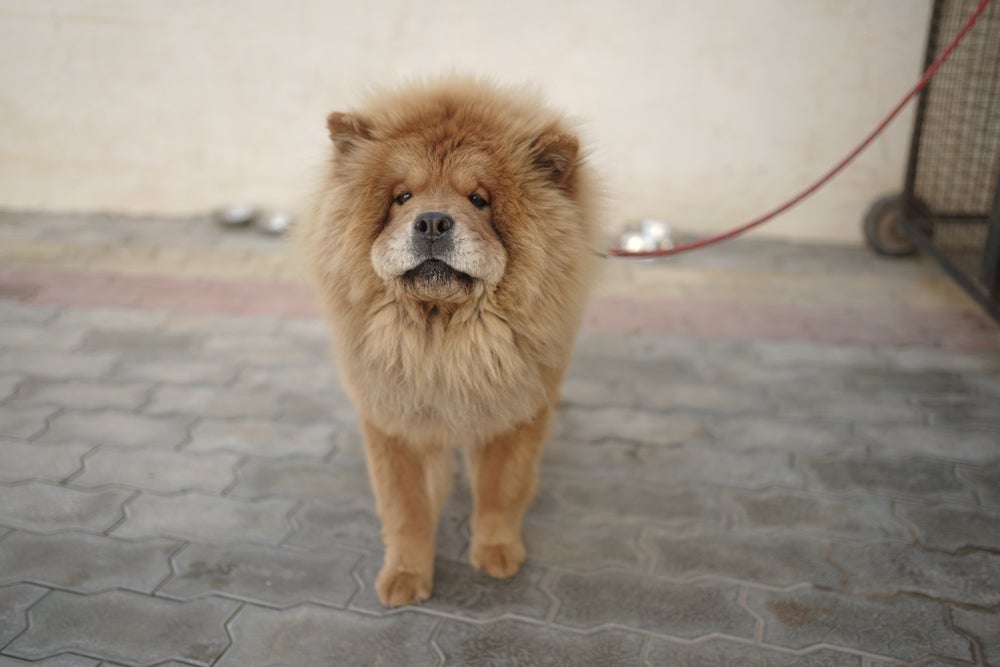 O Chow Chow é uma das raças de cachorro mais dominantes