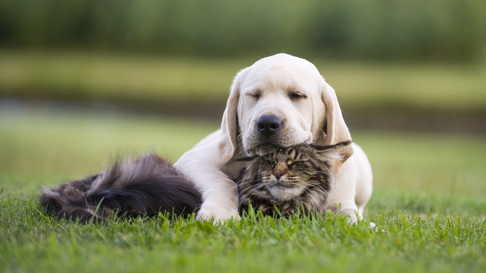 Cachorro e gato juntos é algo super possível 