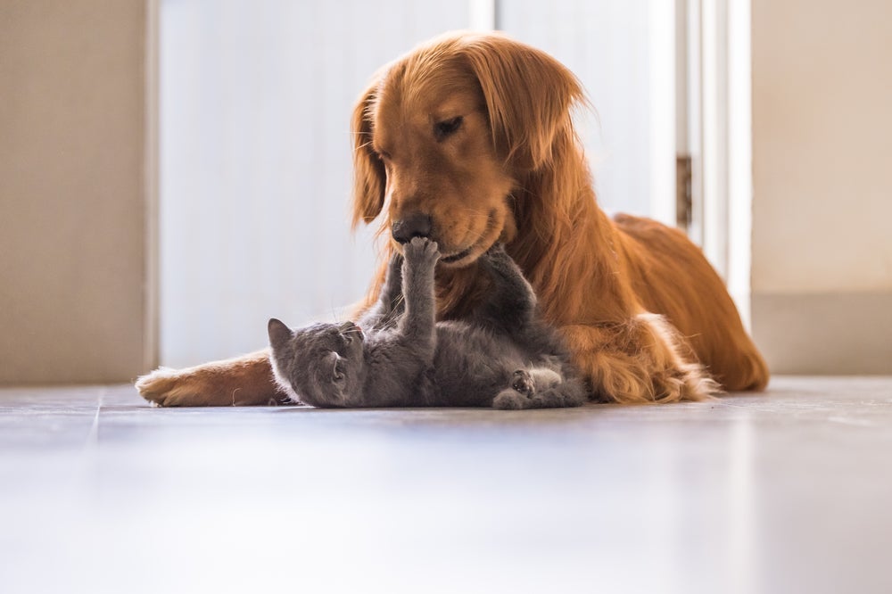 É super possível manter esse cachorro e gato juntos 