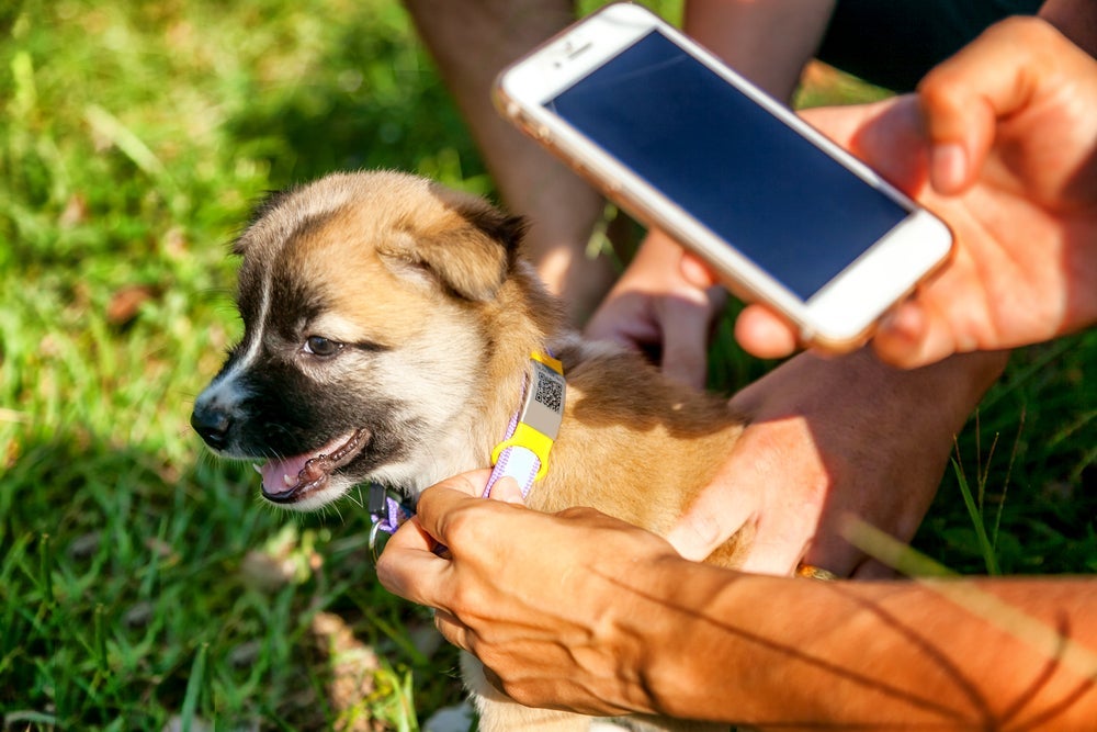 O chip para cachorro tradicional é diferente do  chip para cachorro com gps
