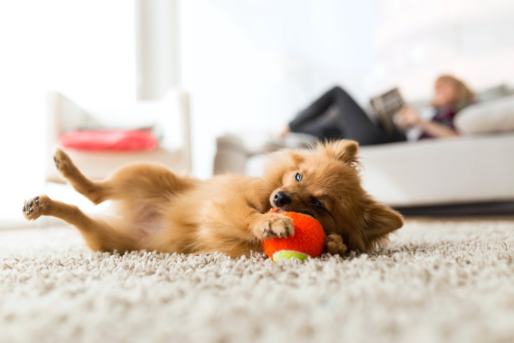 Um cachorro distraído dificilmente pode ignorar os chamados do dono