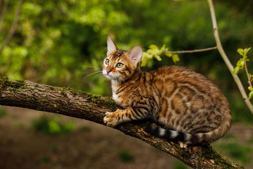 O Bengal é uma raça de gato que parece onça