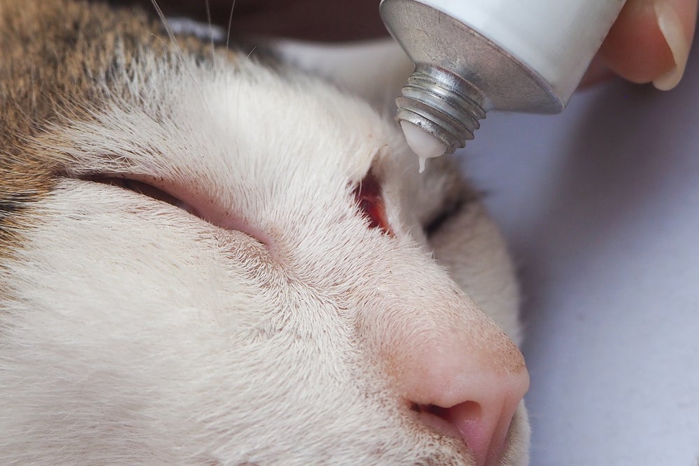 A esporotricose em gatos provoca feridas