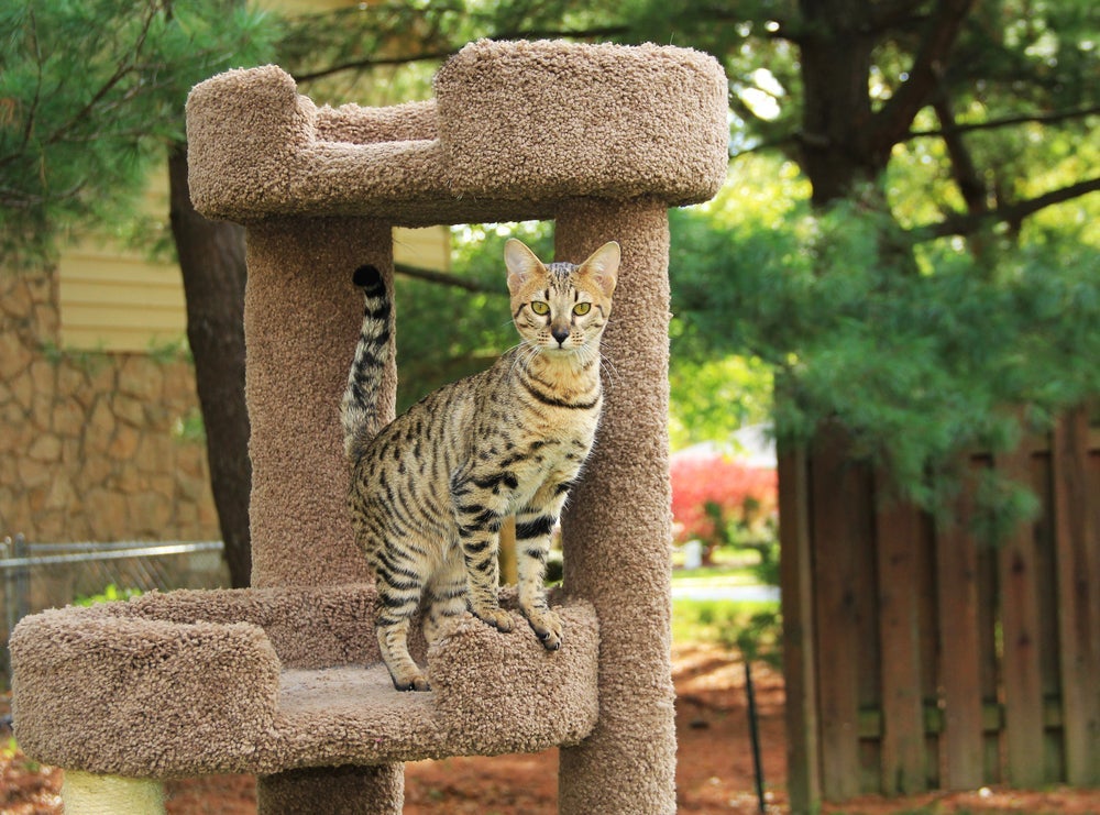O enriquecimento ambiental é fundamental na vida de um gato híbrido