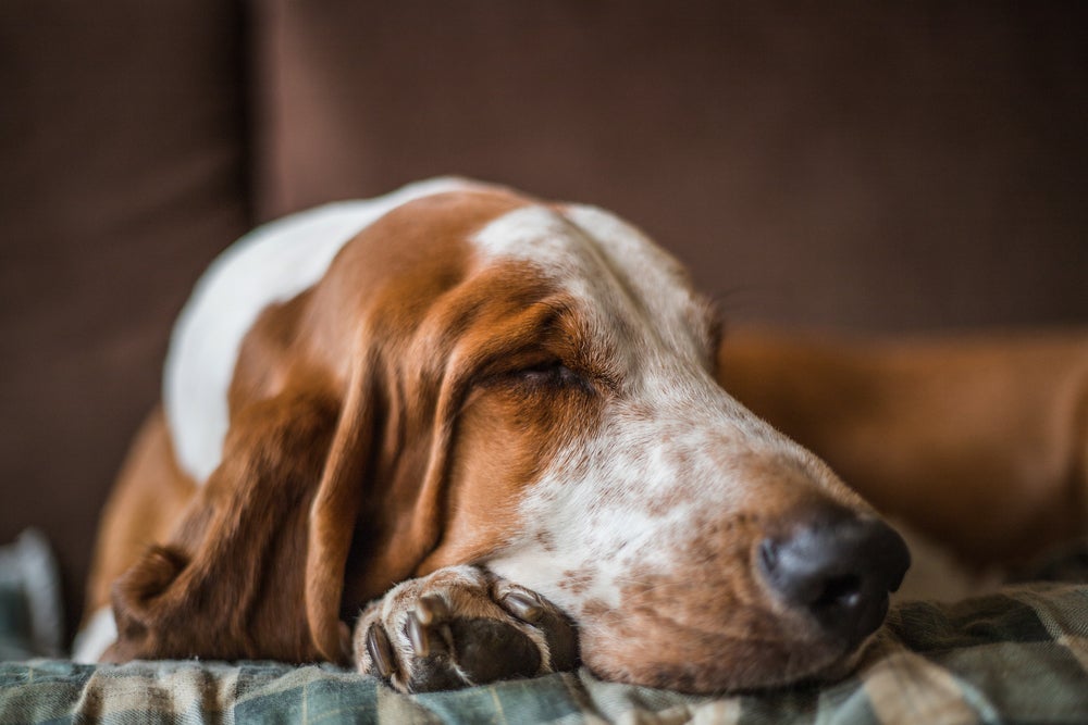 O Basset Hound é uma das raças de cachorro mais preguiçosas