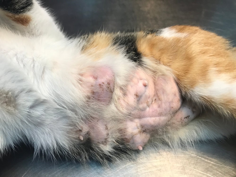 Fotos de câncer de mama em gatos: a vermelhidão é um sintoma da doença