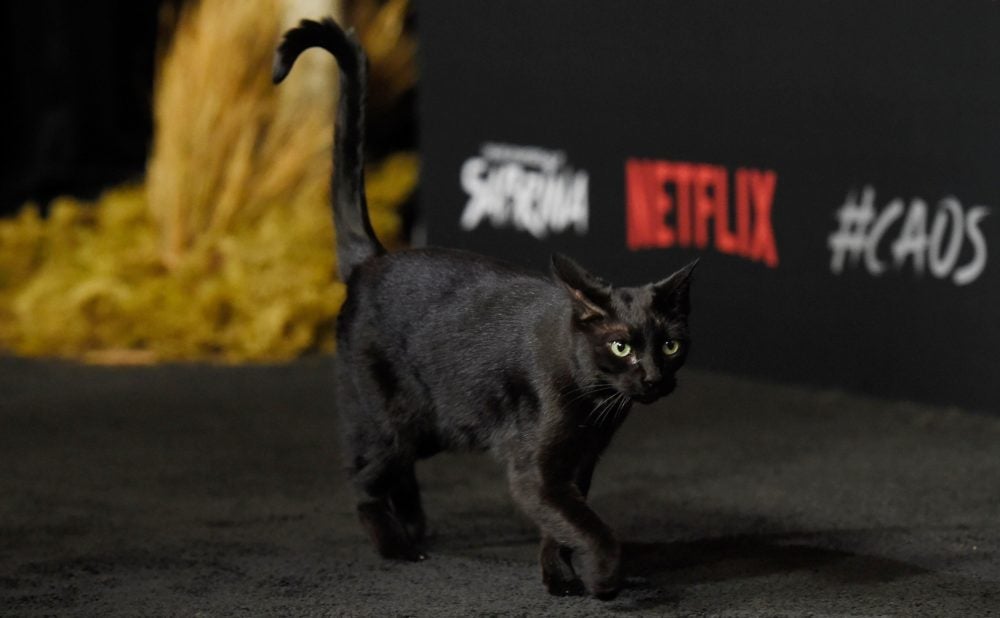 Salem é um gato preto famoso da série “O mundo sombrio de Sabrina”. Crédito: divulgação netflix