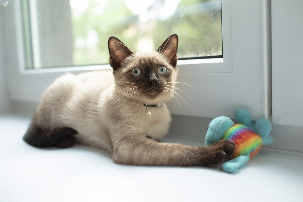 O Siamês é uma das raças de gato mais divertidas e espertas