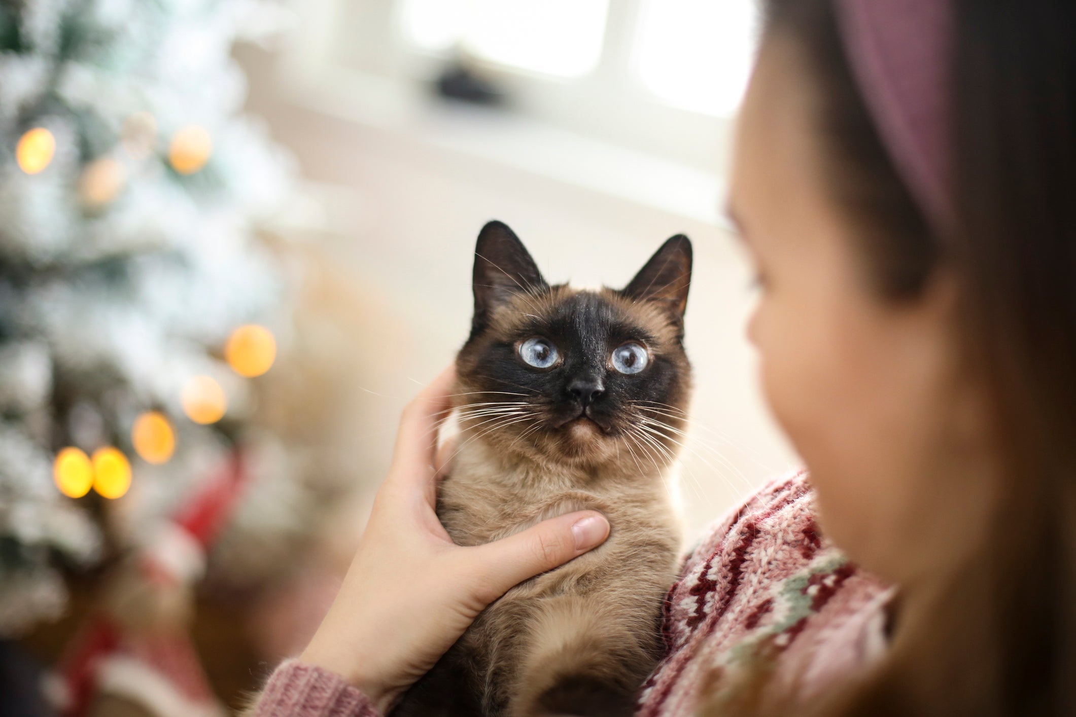 O gato Siamês é falante e carinhoso