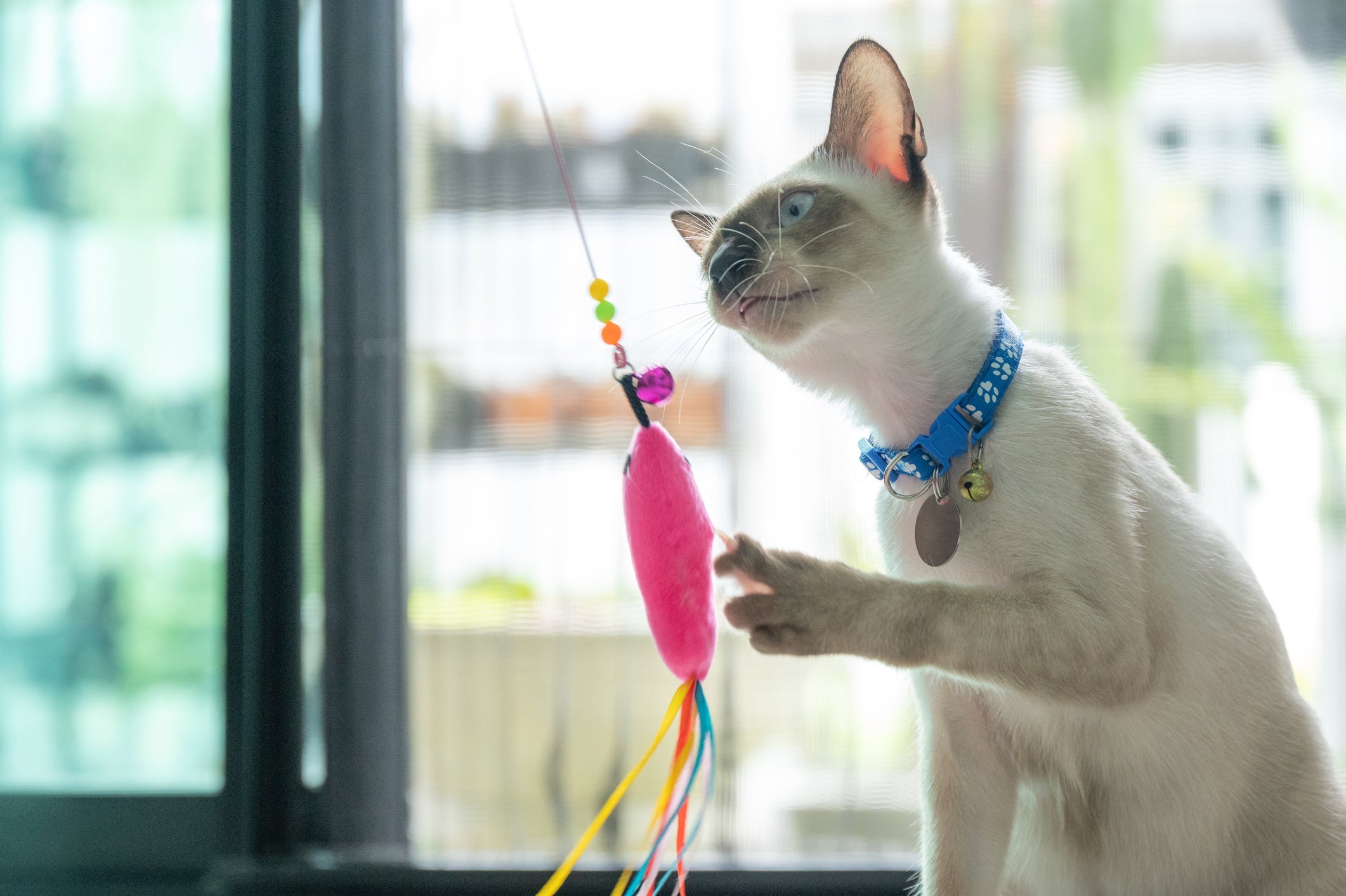 O gato Siamês é cheia de energia e carente de atenção
