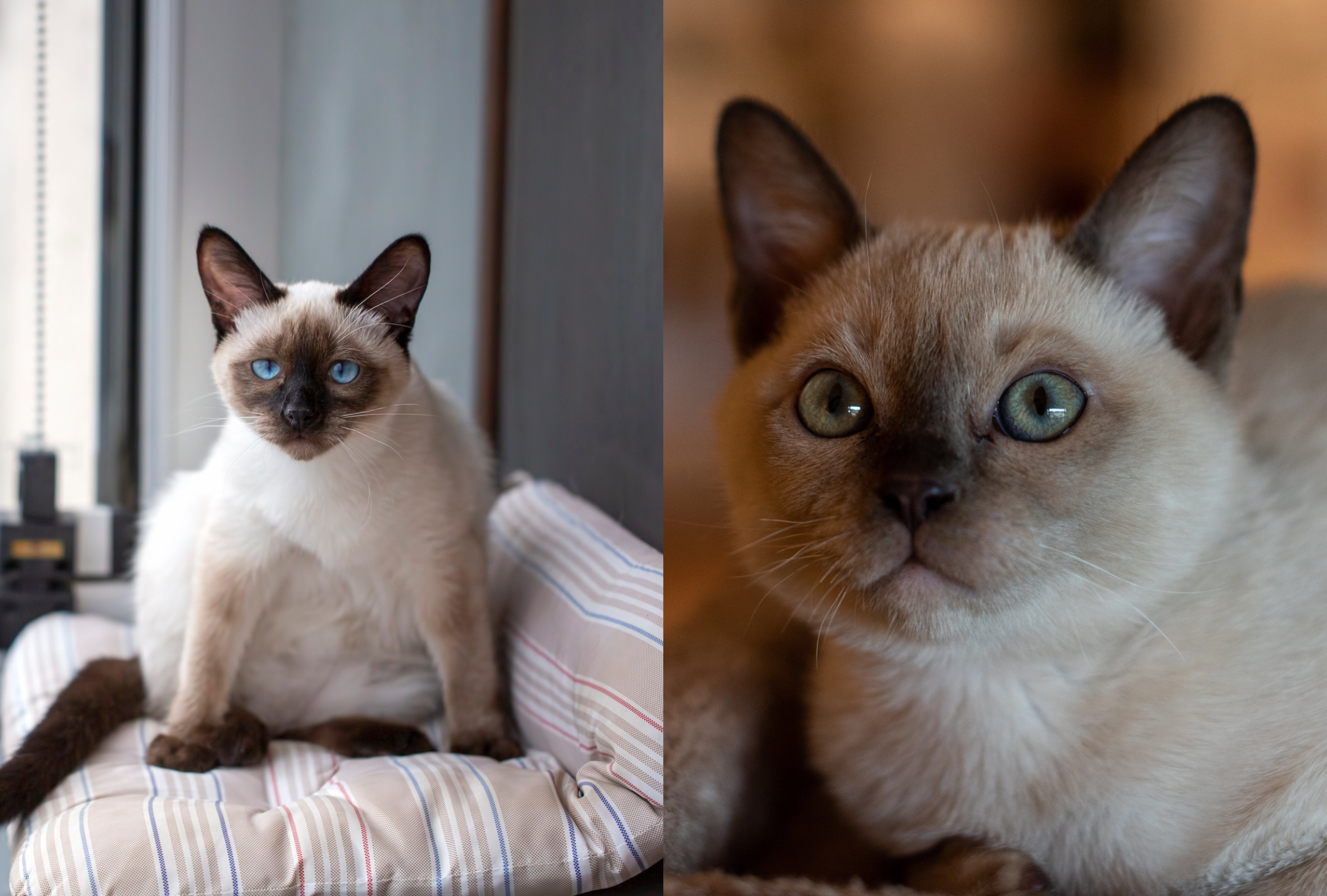 O Tonquinês surgiu do cruzamente entre um Siamês e Birmanês