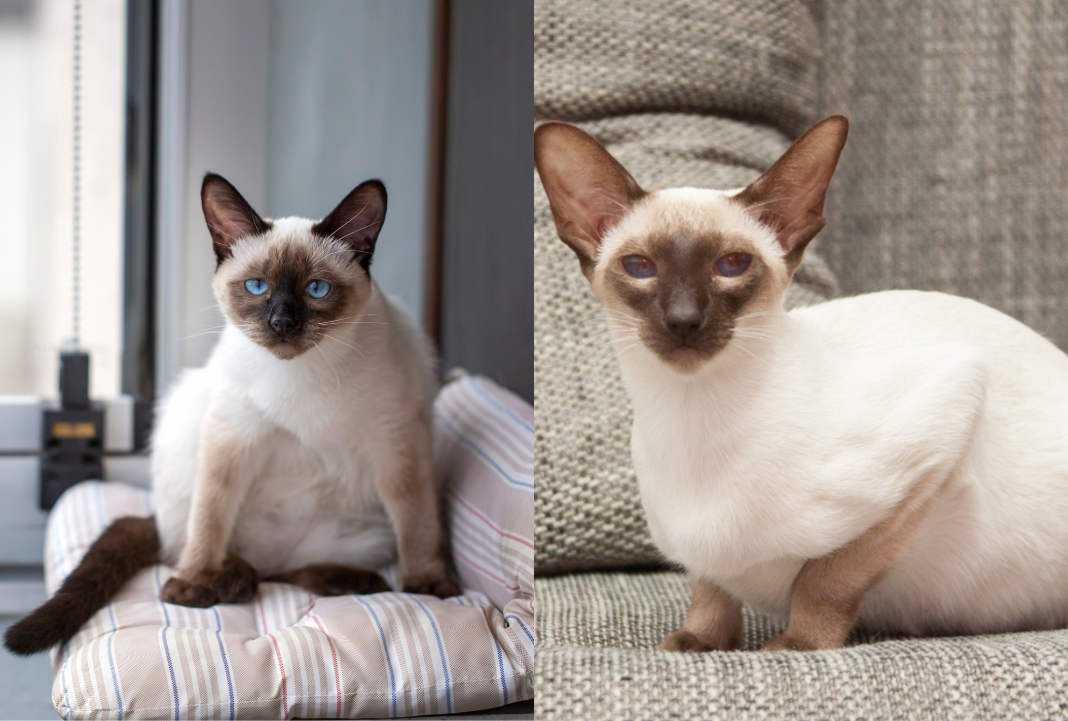 O Oriental Shorthair surgiu do cruzamento entre um Siamês e outro gato